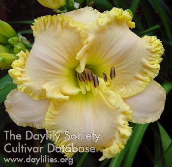 Daylily Celtic Moonglow